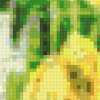 Желтые тюльпаны: предпросмотр