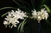 Букет белых орхидей: оригинал