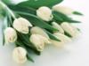 Схема вышивки «Білі тюльпани»