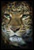 Леопард: оригинал