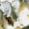 Белые хризантемы: предпросмотр