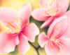 Три розовых цветка: оригинал