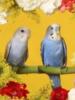 Схема вышивки «Волнистые попугайчики»