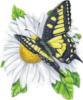 Схема вышивки «Бабочка на ромашке»