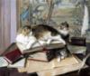 Схема вышивки «Коты-книголюбы»