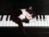 Котёнок на пианино: оригинал