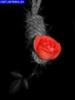 Схема вышивки «Смерть розы»