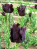 Схема вышивки «Черные тюльпаны»