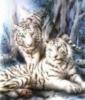 Схема вышивки «Белые тигры (амурские)»