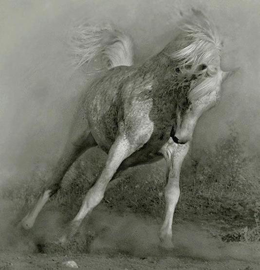 Лошадка 5, лошадь, конь