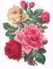 Схема вышивки «Розы...»