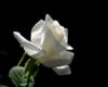 Схема вышивки «Белая роза на черном»