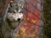 Волк в осенних листьях: оригинал