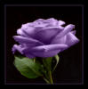 Схема вышивки «Фиолетовая роза»