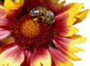 Схема вышивки «Пчела на цветке»