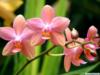 Орхидея розовая: оригинал