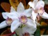 Орхидея белая: оригинал