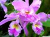Орхидея лиловая: оригинал