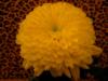 Схема вышивки «Золотой цветок»