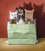 Схема вышивки «Кошки в сумке»
