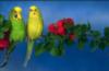 Волнистые попугаи: оригинал