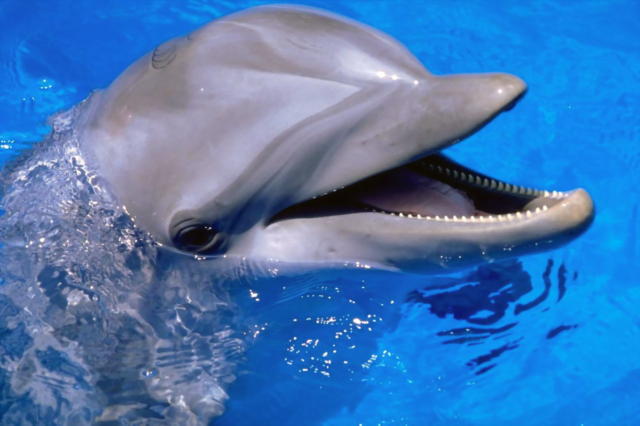 Дельфин, дельфин