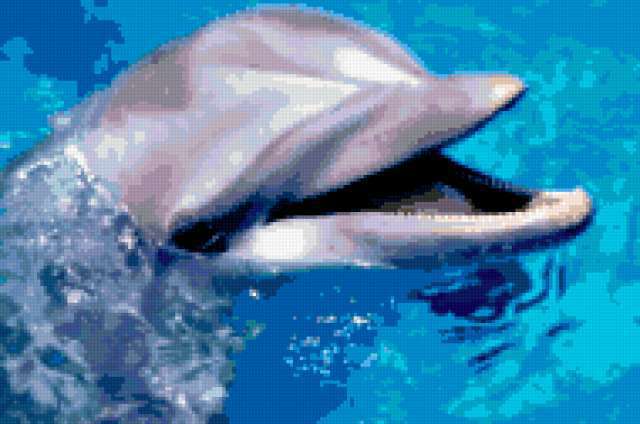 Дельфин, дельфин