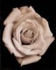 Схема вышивки «Роза на черном»