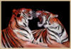 Бенгальские тигры: оригинал