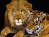 Схема вышивки «Тигр и лев»