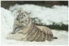 Схема вышивки «Белый тигр 5»