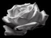Черно-белая роза: оригинал