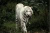 Схема вышивки «Белый тигр на прогулке»