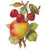 Схема вышивки «Яблоко и вишня»