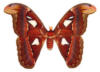 Схема вышивки «"АТЛАС"- тропическая бабочка»