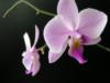 Схема вышивки «Цветок орхидея»