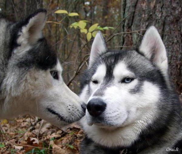 Друг, собака, животные, пес, друг