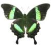 Бабочка- Парусник Палинур: оригинал