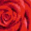 Темно-красные розы: предпросмотр