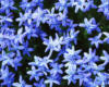 Схема вышивки «Голубенькие цветочки»