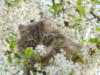 Котик в цветущей вишне: оригинал