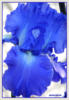 Схема вышивки «Синий ирис»