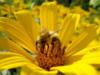 Солнечный цветок и пчела: оригинал