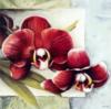 Красные орхидеи: оригинал