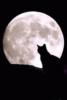 Луна и кошка: оригинал