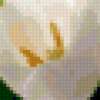 Белые тюльпаны: предпросмотр