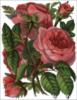 Схема вышивки «Букетик роз»