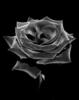 Схема вышивки «Чорная роза»