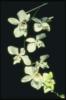 Белая орхидея: оригинал