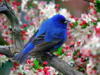 Схема вышивки «Птичка синяя»